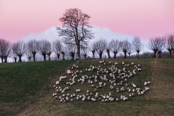 Sheep grazing